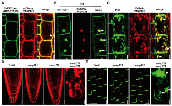 SYNTAXIN OF PLANTS132 Regulates Root Meristem Activity and Stem