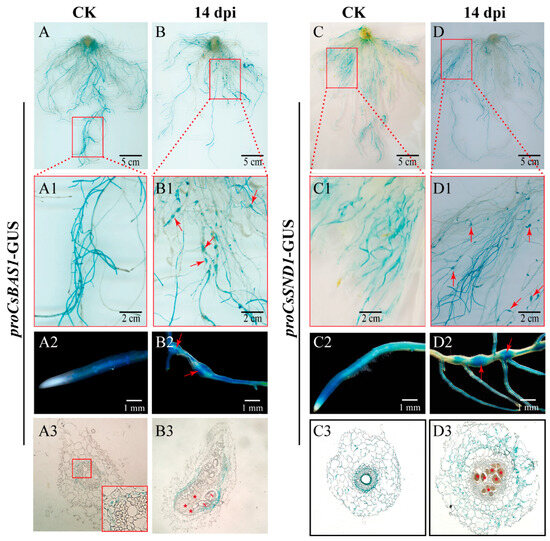 ERr Drinking water treatment residuals from cyanobacteria bloom