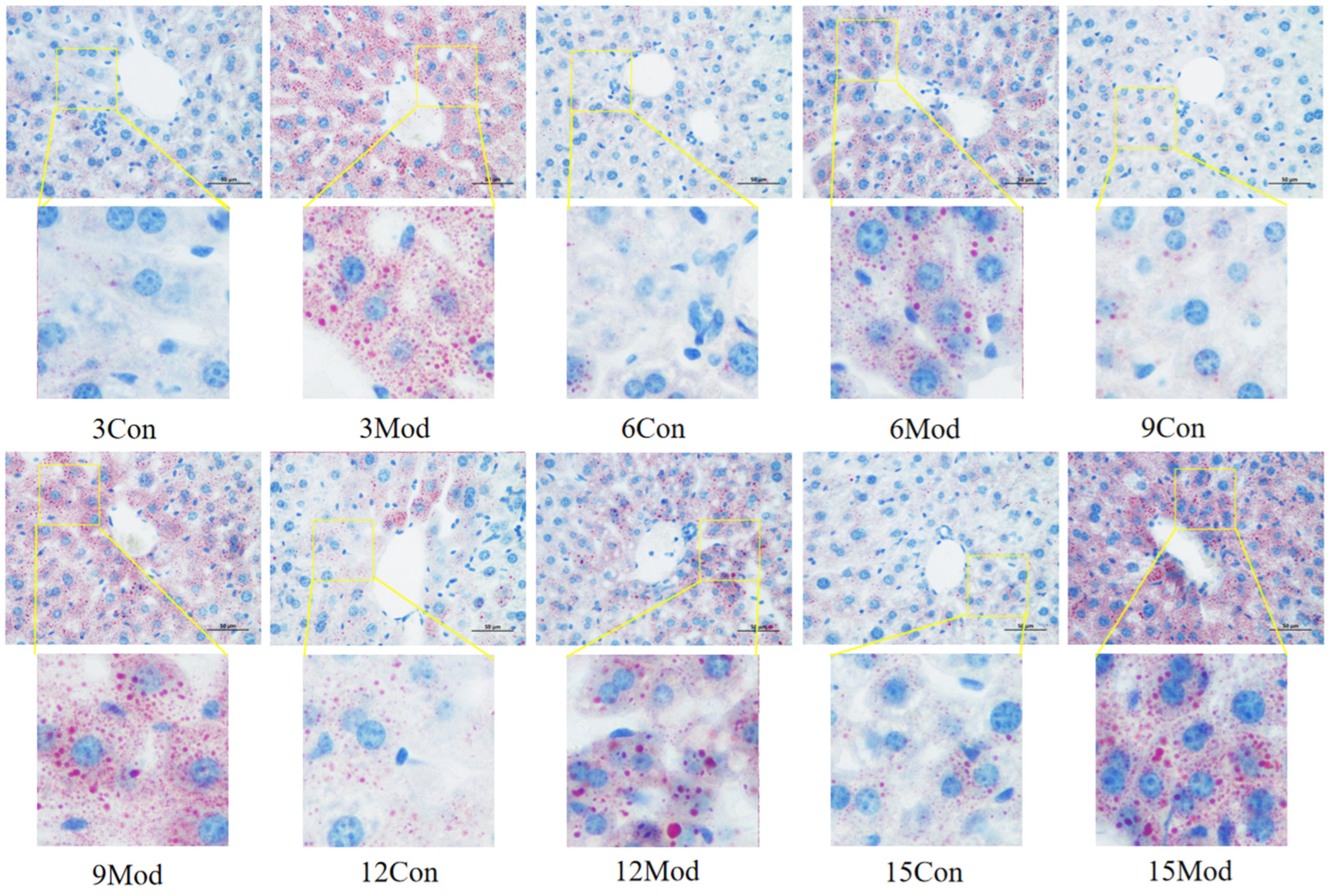 Ijms 26 02142 g007 Ijms 26 02142 g007