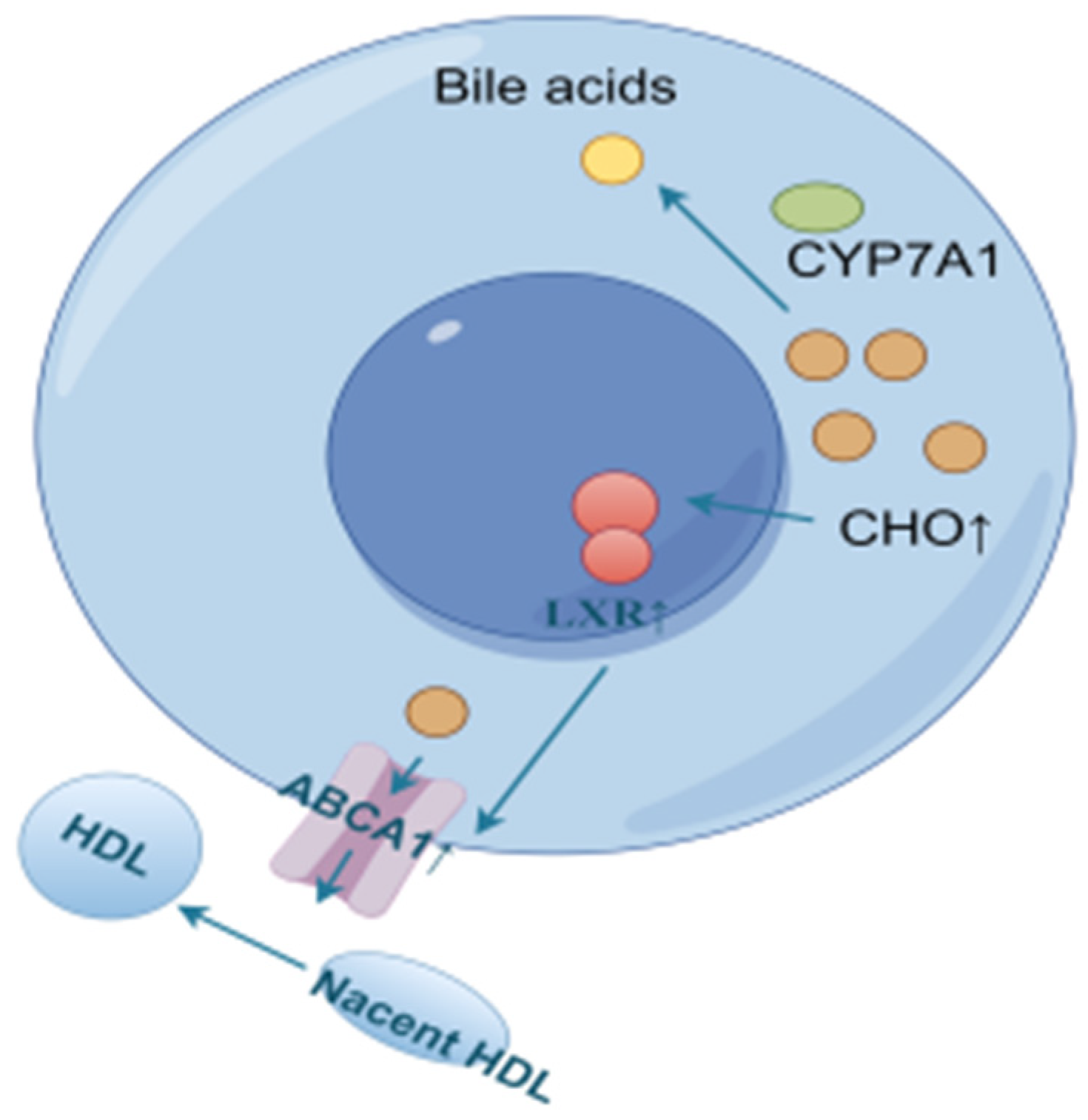 Ijms 26 02142 g014 Ijms 26 02142 g014