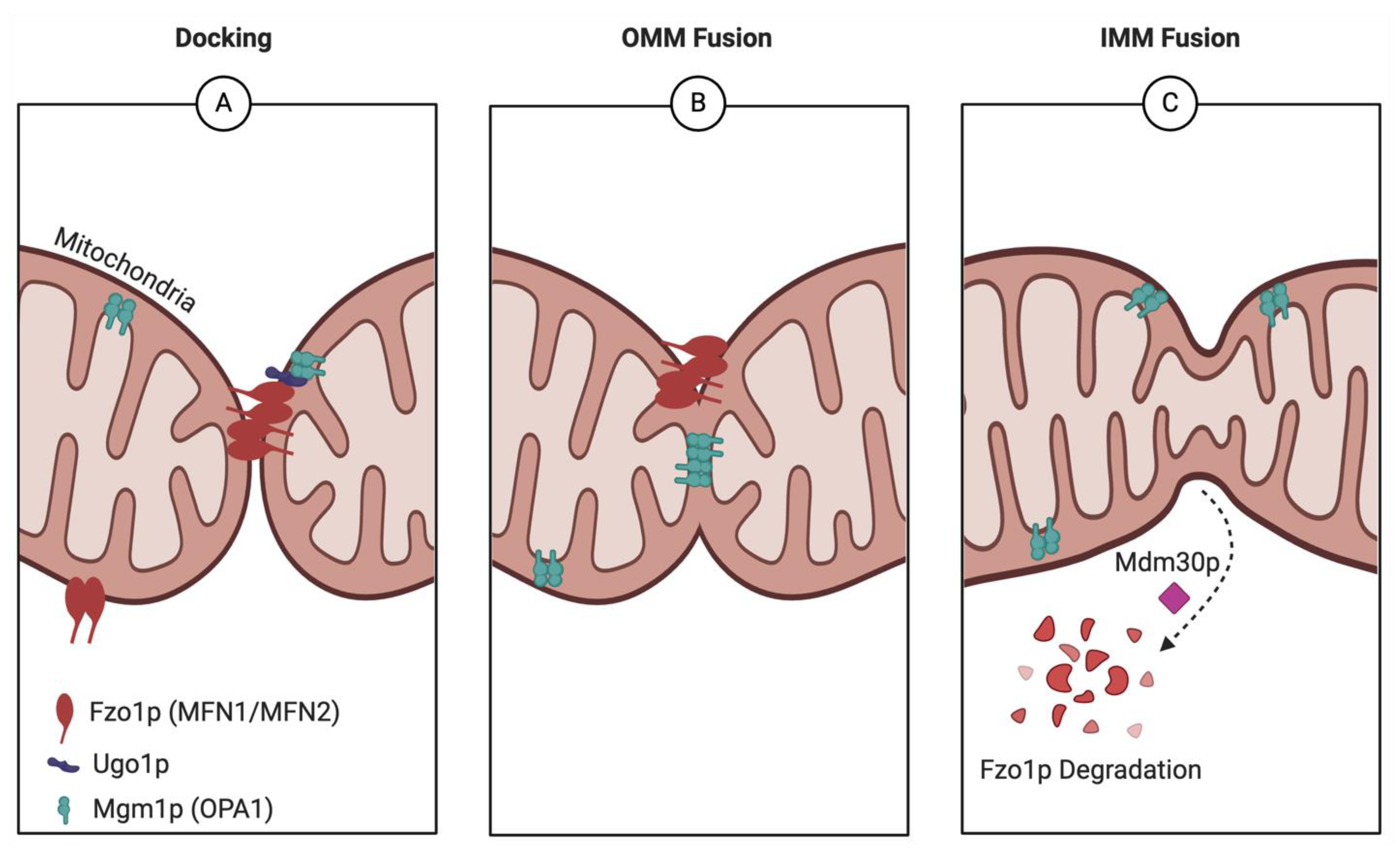Ijms 26 02152 g002 Ijms 26 02152 g002