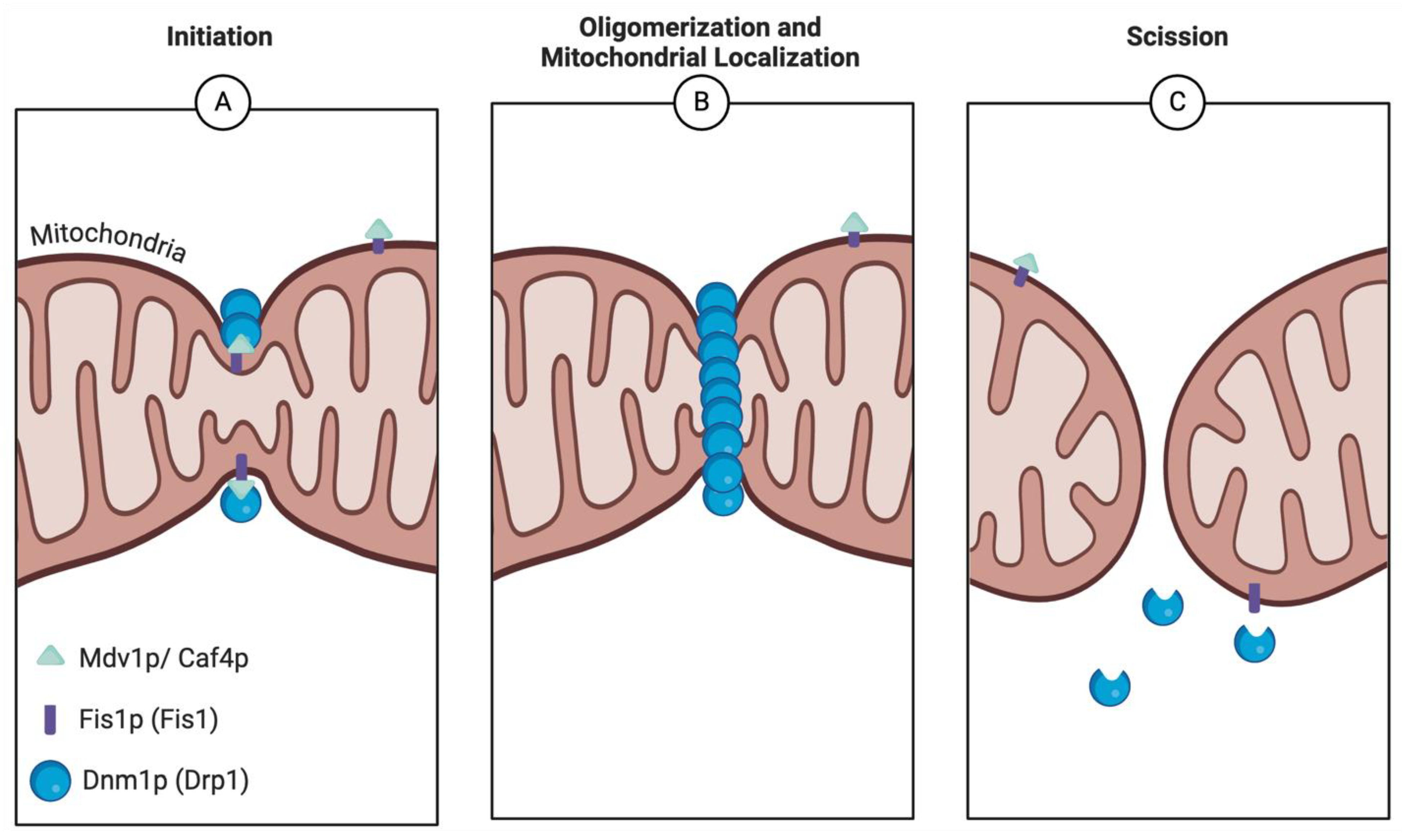 Ijms 26 02152 g003 Ijms 26 02152 g003