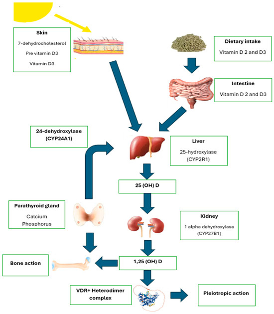 Vitamin D and Type 2 Diabetes Mellitus: Molecular Mechanisms