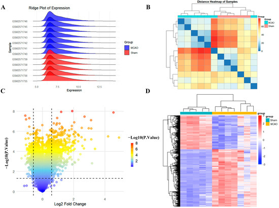 Scutellarin Alleviates Neuronal Apoptosis in Ischemic Stroke