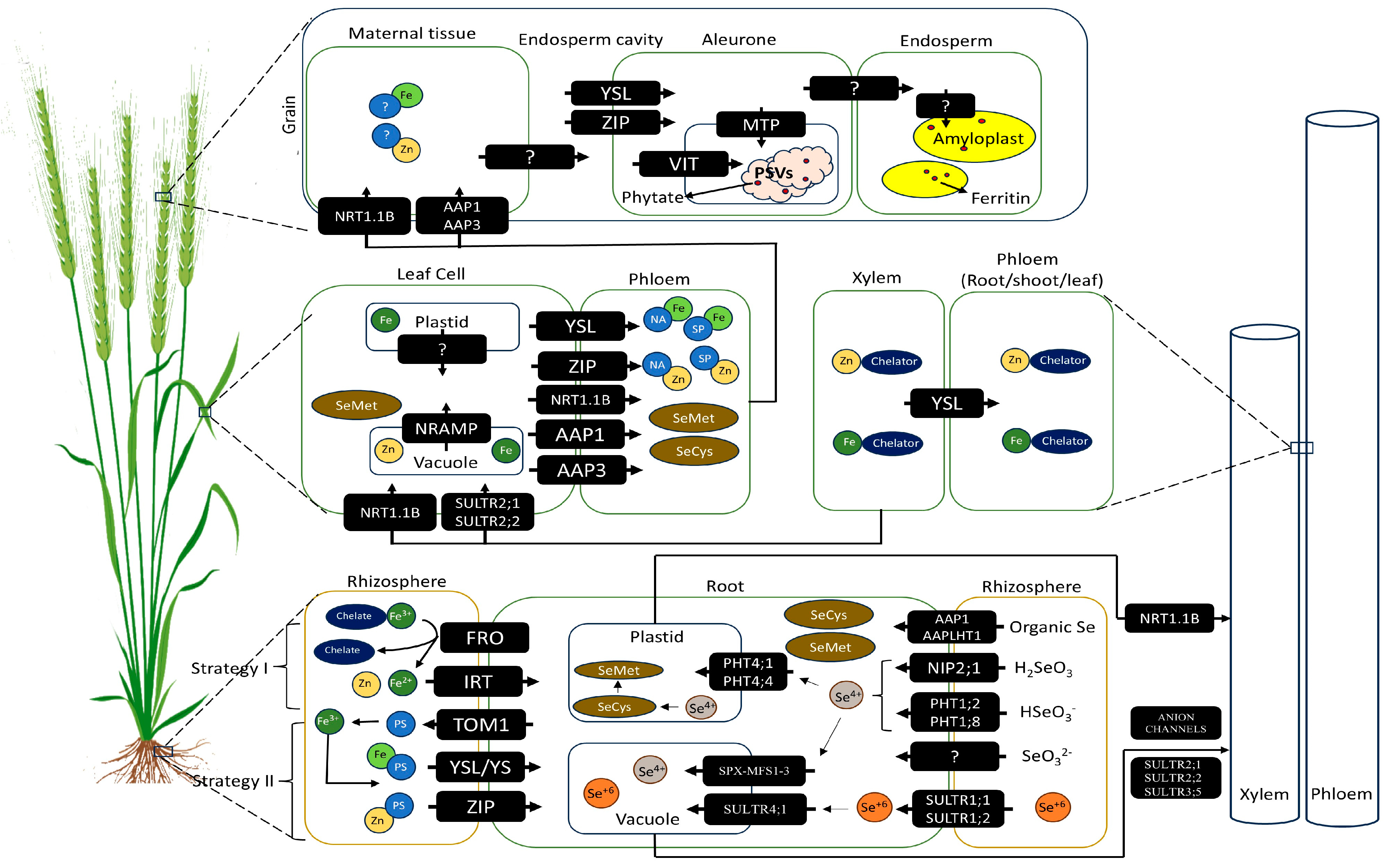 Ijms 26 02178 g001 Ijms 26 02178 g001