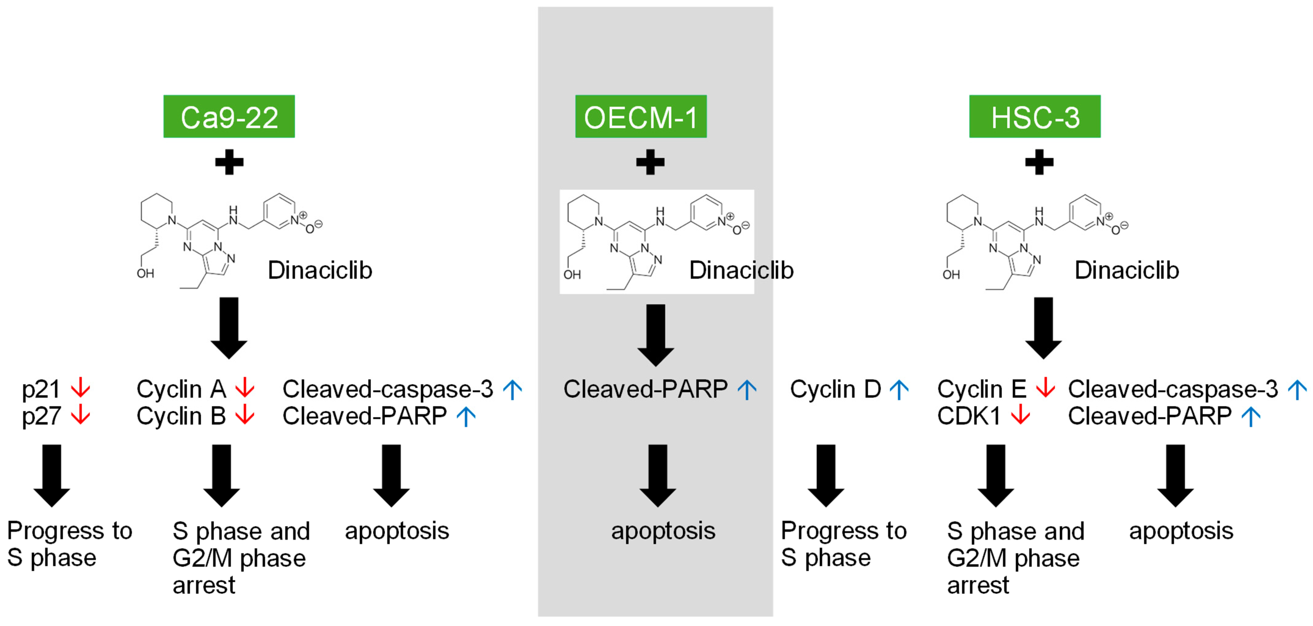 y、ライフ Dinaciclib Interrupts Cell Cycle and Induces Apoptosis in