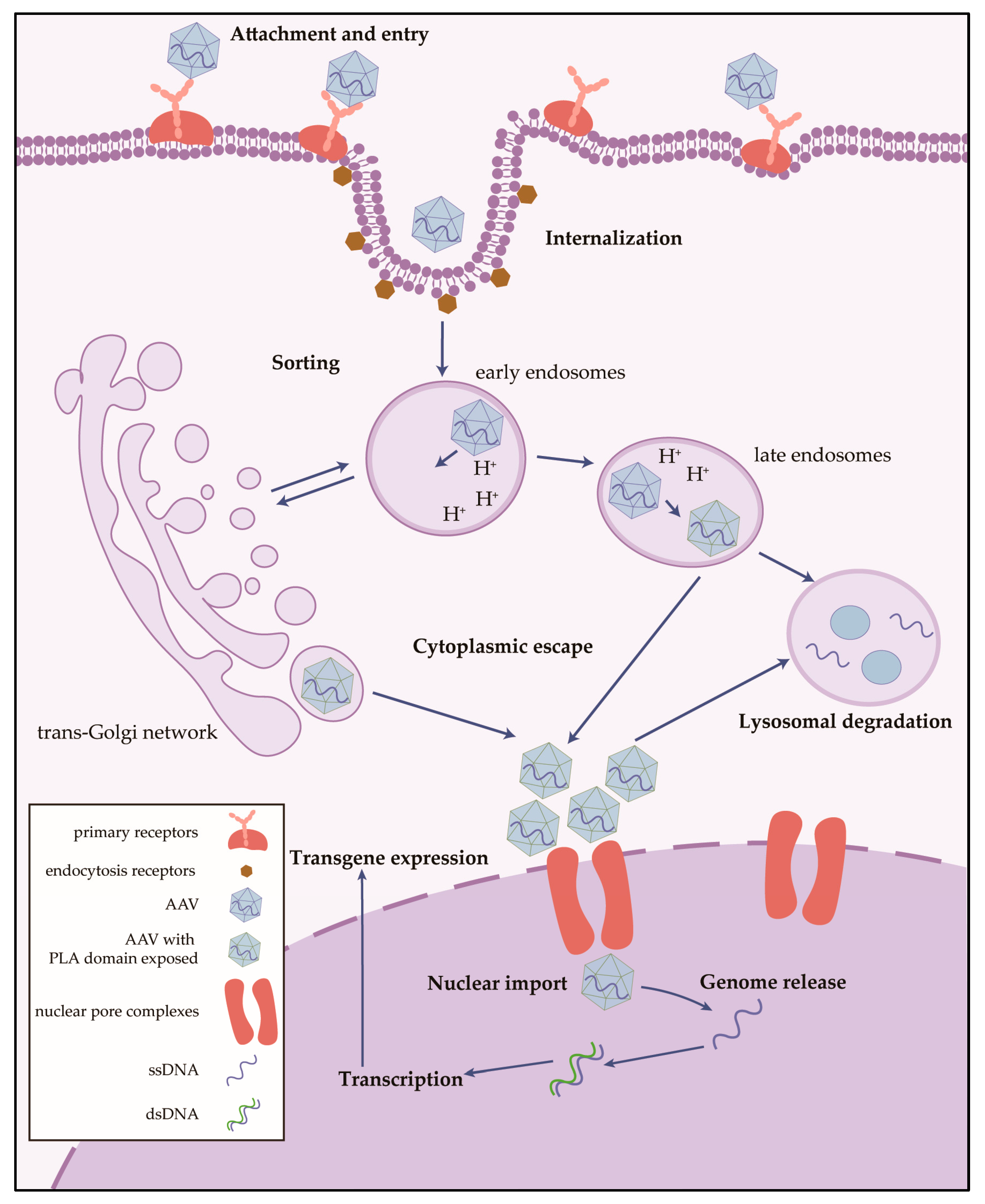 Ijms 26 02213 g002 Ijms 26 02213 g002