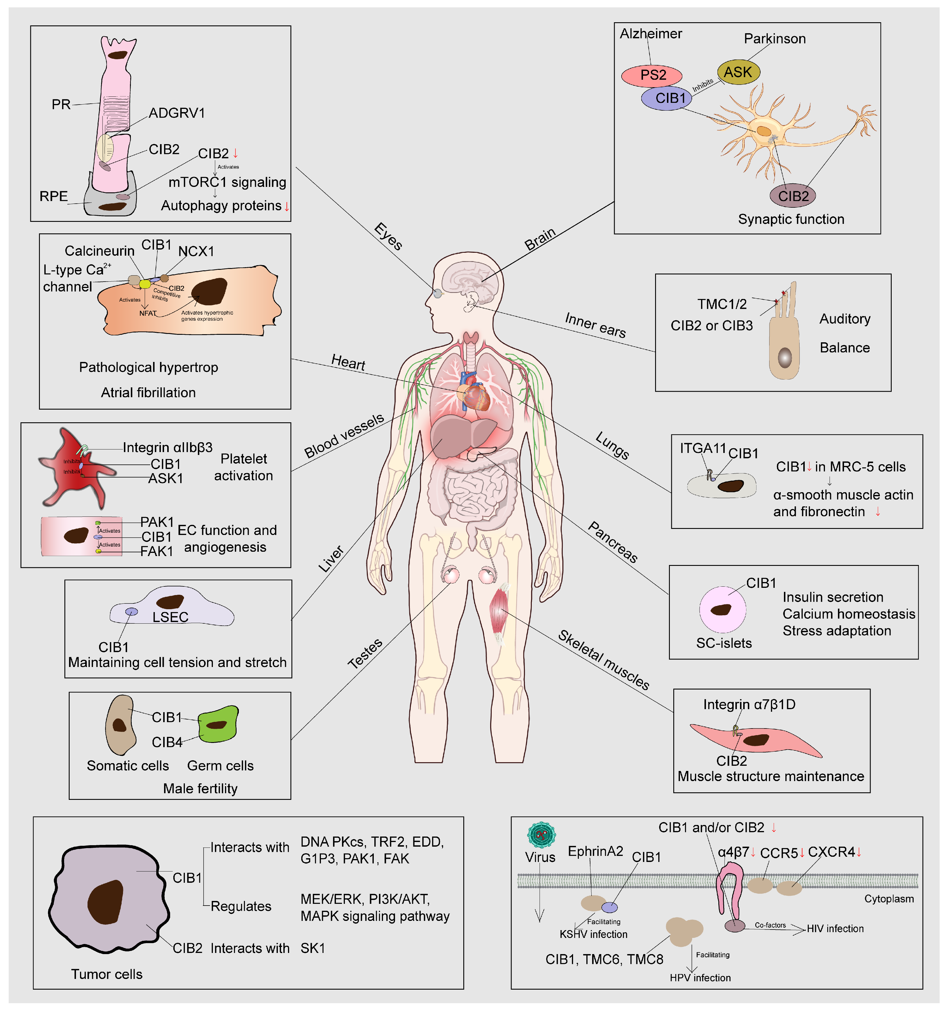 Ijms 26 02223 g002 Ijms 26 02223 g002