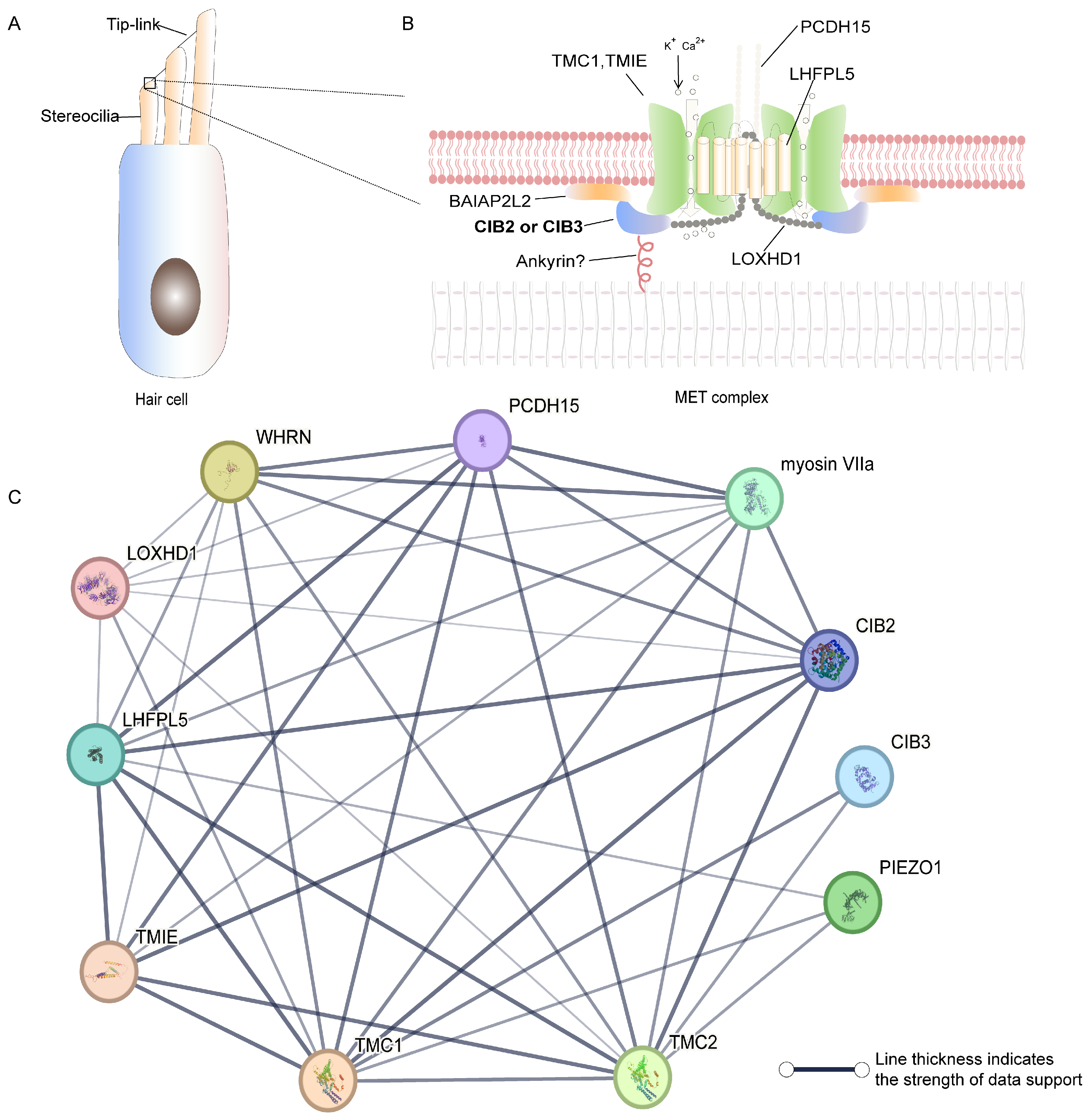 Ijms 26 02223 g003 Ijms 26 02223 g003