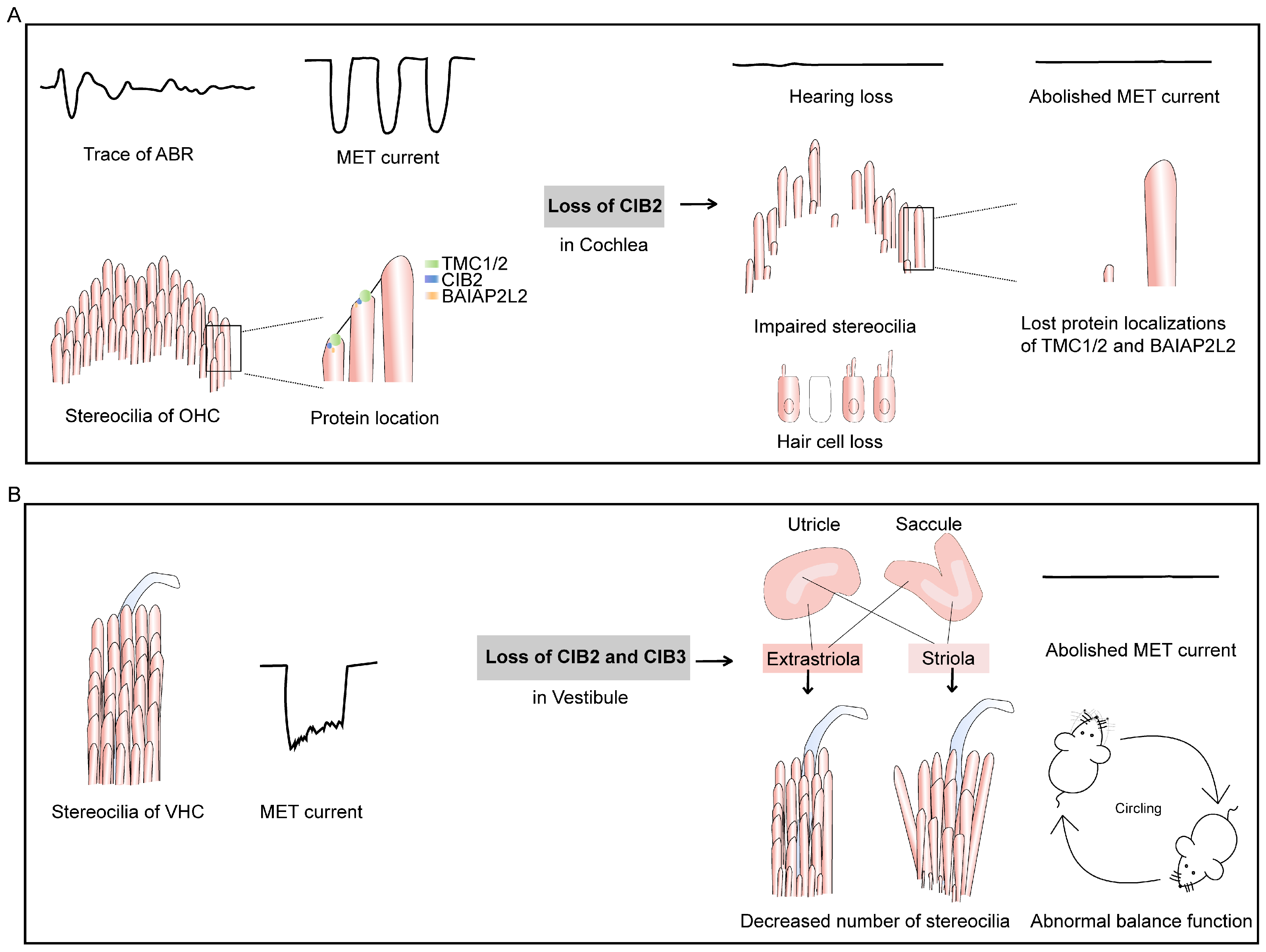 Ijms 26 02223 g004 Ijms 26 02223 g004