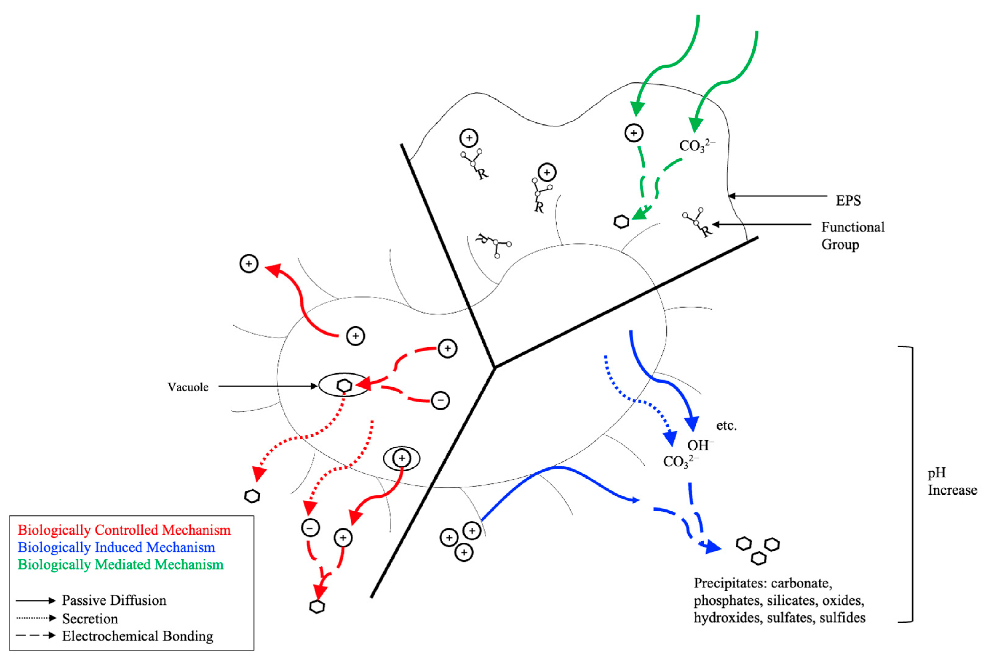 微生物による環境負荷の少ないCO₂回収技術（Microbes may hold the key to greener, cheaper carbon capture）