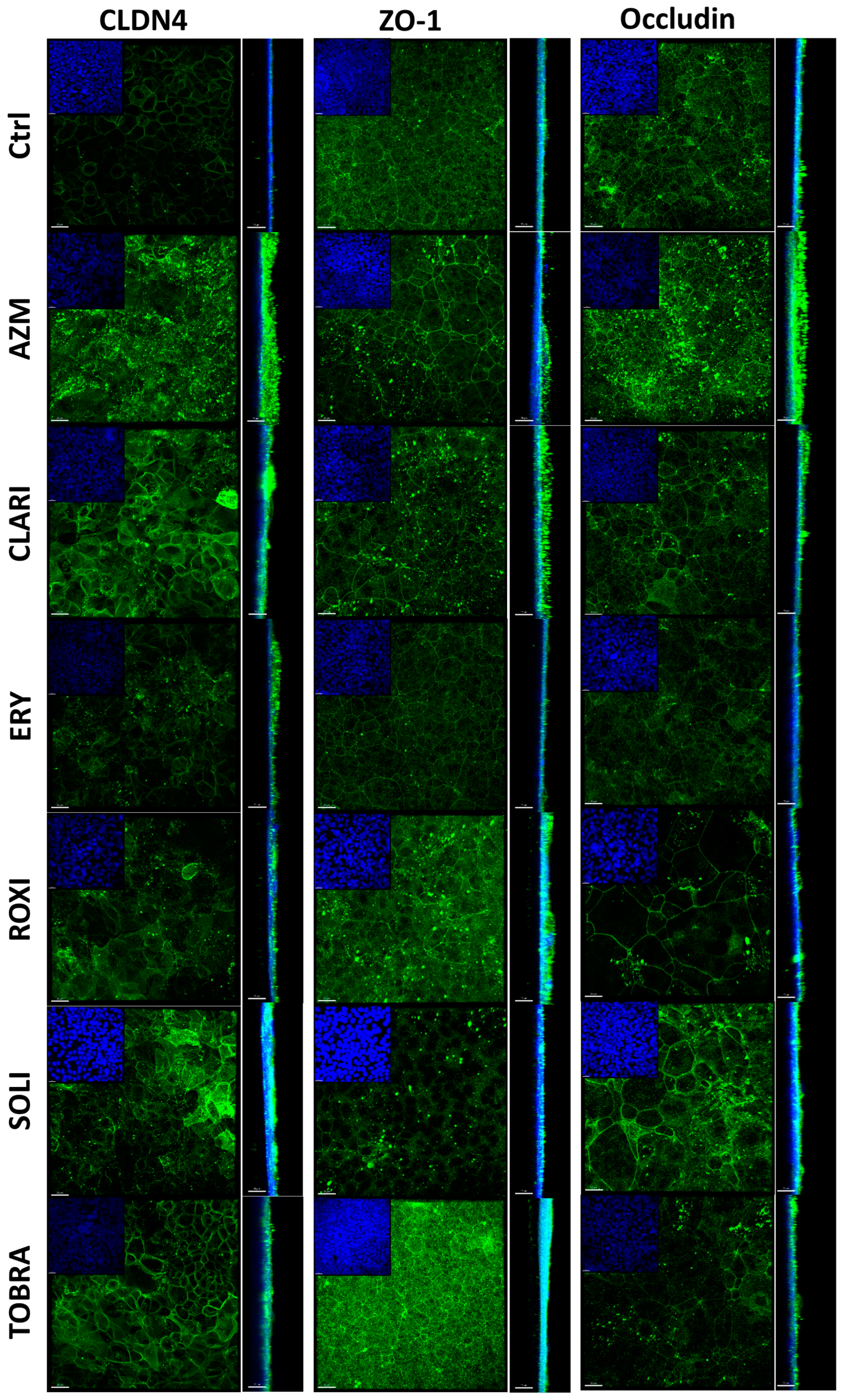 Ijms 26 02287 g004 Ijms 26 02287 g004