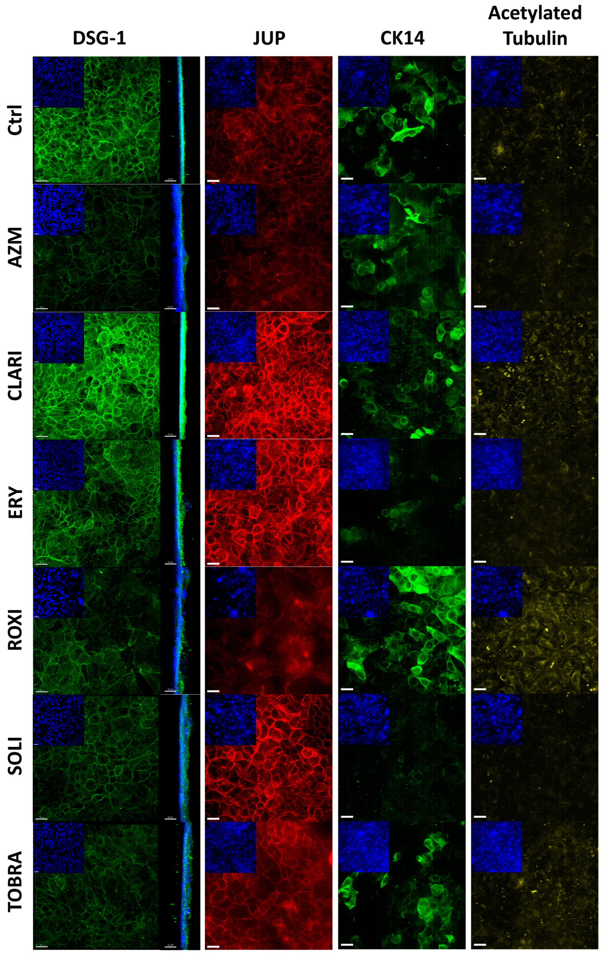 Ijms 26 02287 g005 Ijms 26 02287 g005