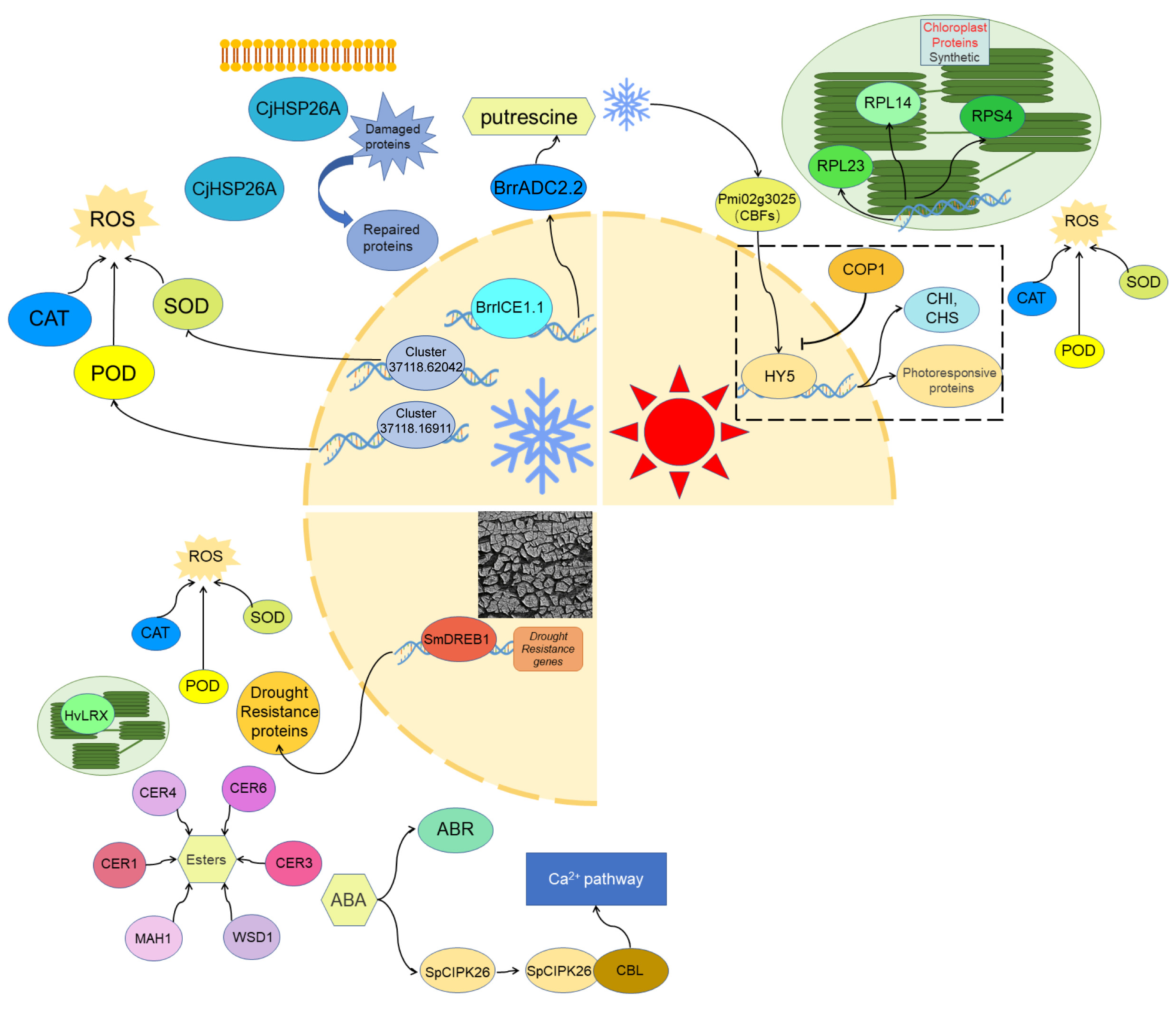 Adaptation of High-Altitude Plants to Plateau Abiotic