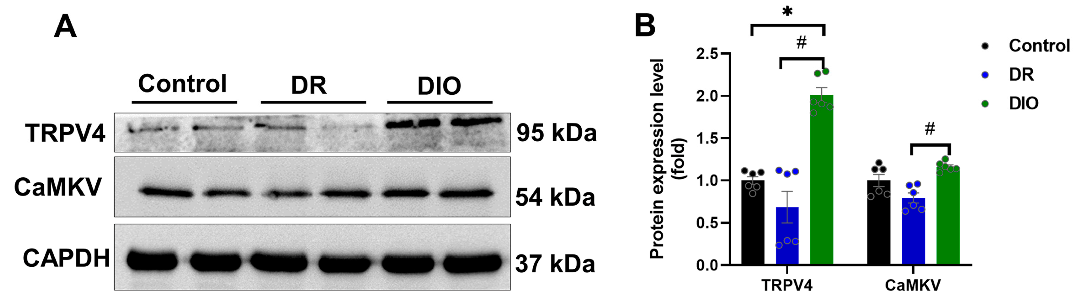 Ijms 26 02296 g006 Ijms 26 02296 g006