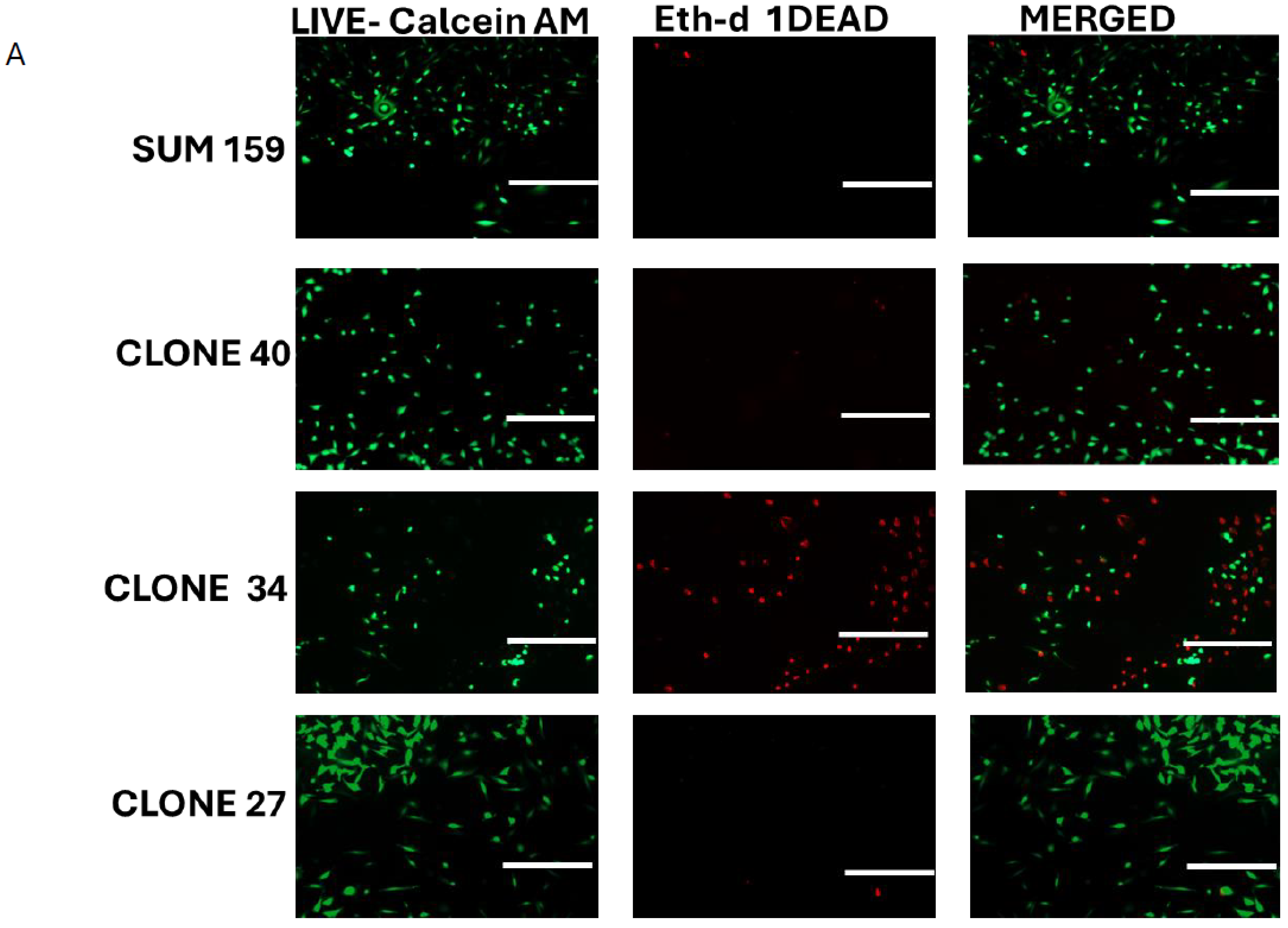 Ijms 26 02303 g004a Ijms 26 02303 g004a