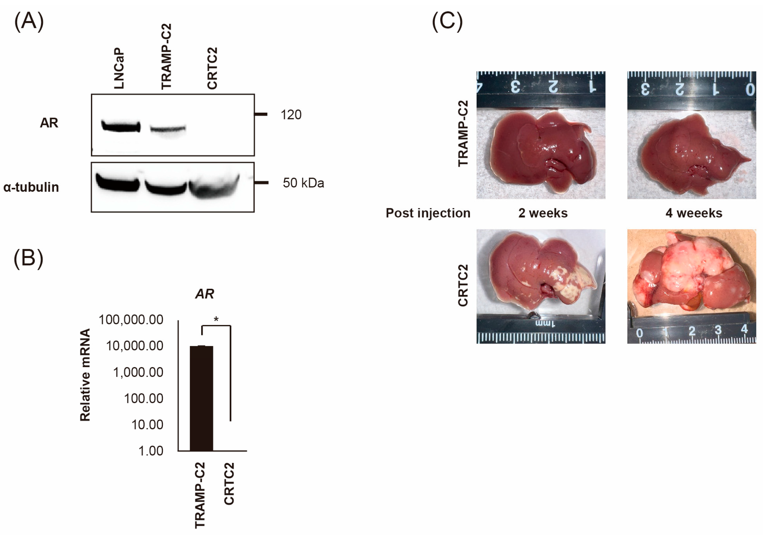 Ijms 26 02308 g001 Ijms 26 02308 g001