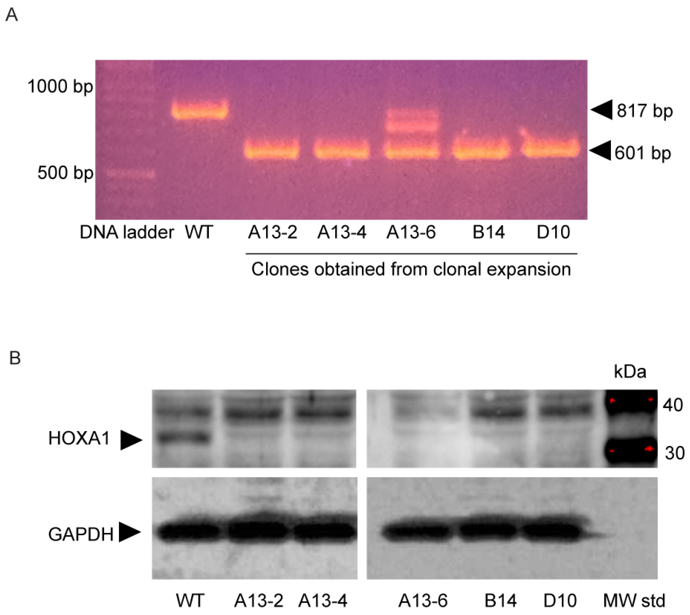 Ijms 26 02332 g002 Ijms 26 02332 g002