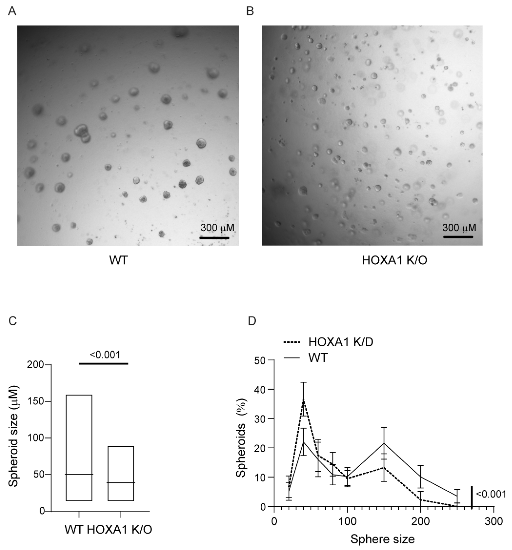 Ijms 26 02332 g004 Ijms 26 02332 g004