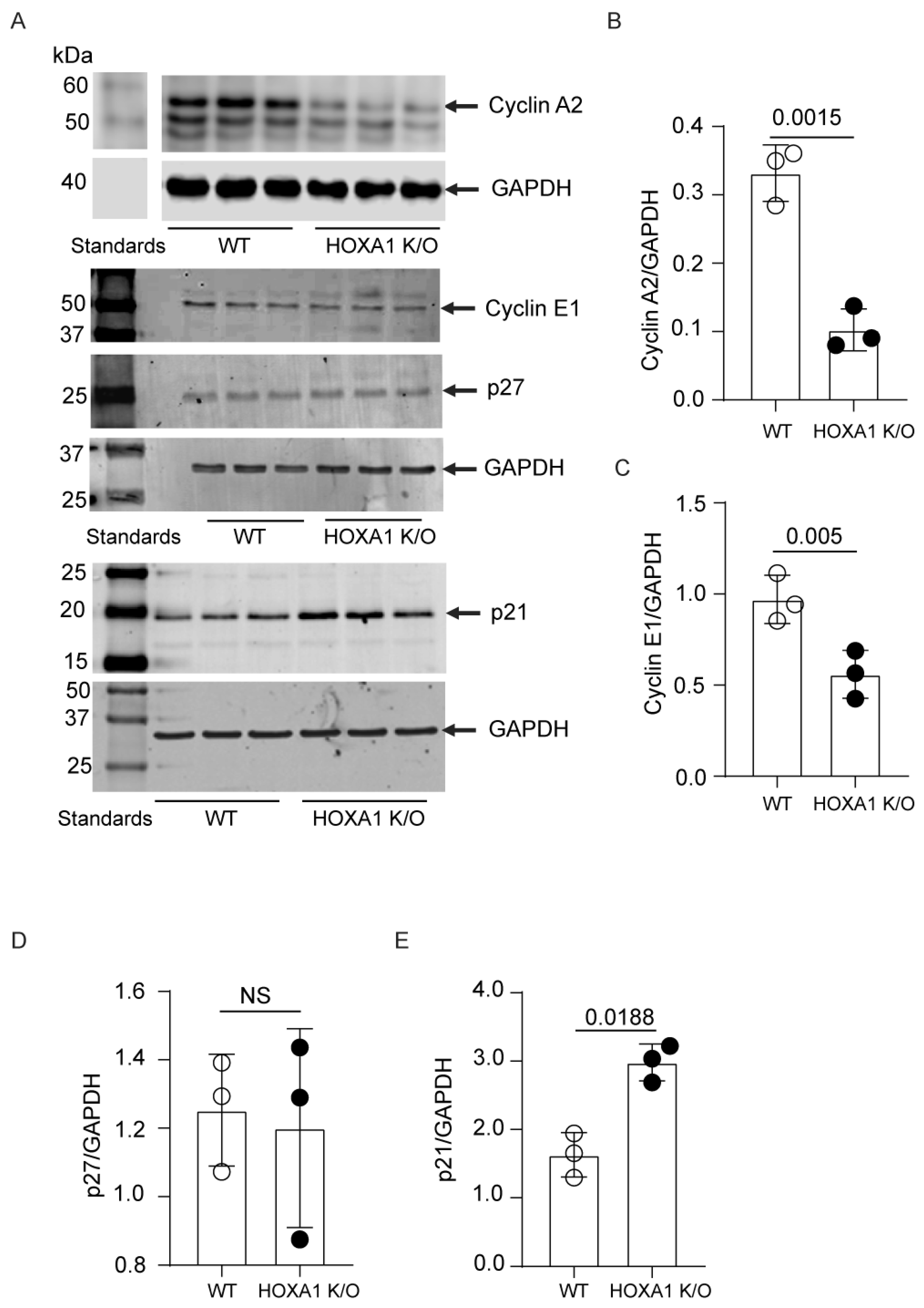 Ijms 26 02332 g006 Ijms 26 02332 g006