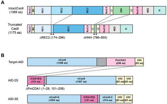 Efforts to Downsize Base Editors for Clinical Applications
