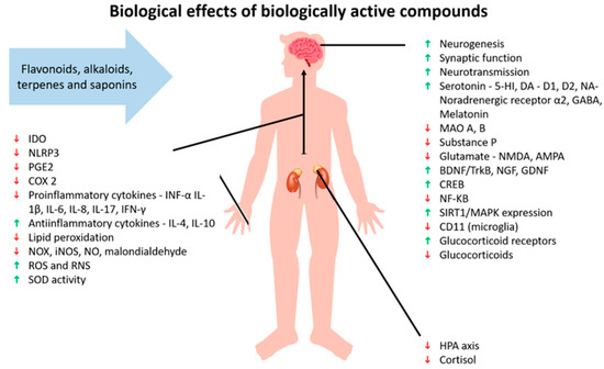 The Potential of Selected Plants and Their Biologically Active Molecules in the Treatment of Depression and Anxiety Disorders