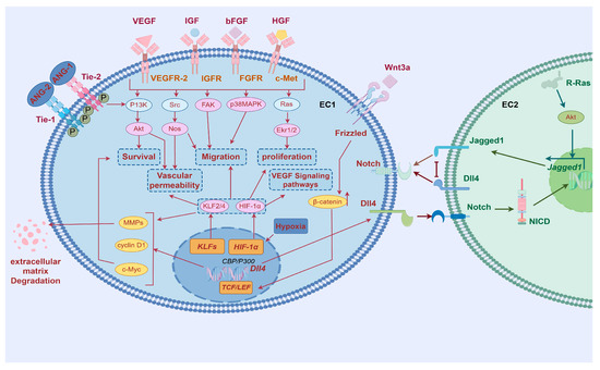 Glycometabolic Regulation of Angiogenesis: Mechanisms and Therapeutic ...