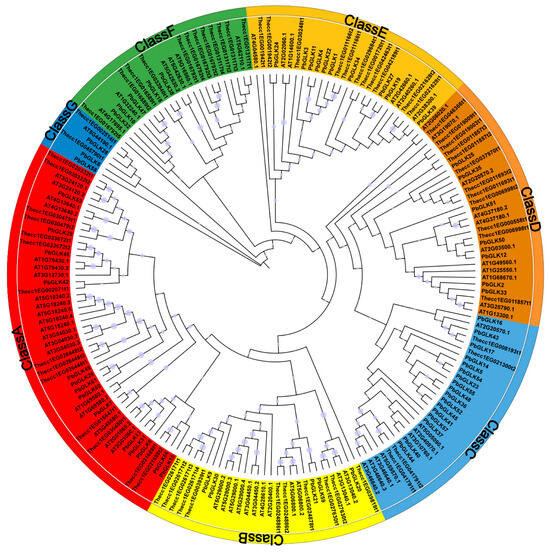 Genome-Wide Identification of GLK Family Genes in Phoebe