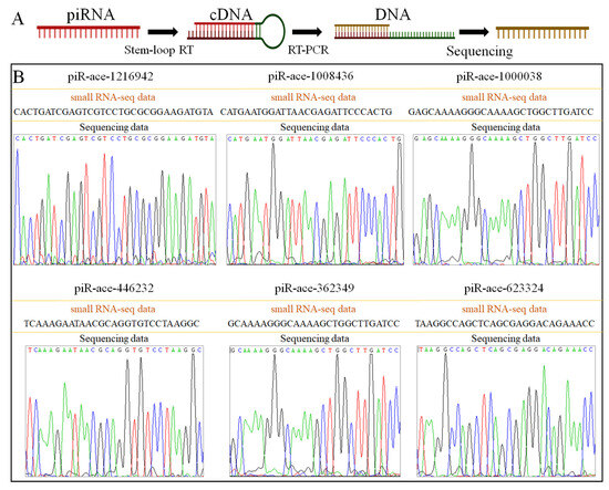 KＹ Analysis of the Expression Patterns of piRNAs in Response to