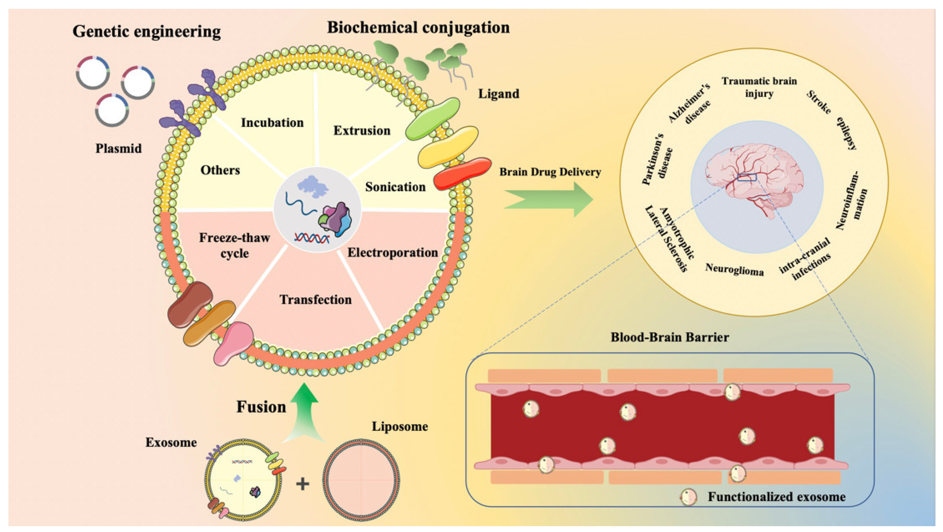 Siberian mouse $ pic nude Harnessing the Potential of Exosomes in Therapeutic Interventions for Brain  Disorders