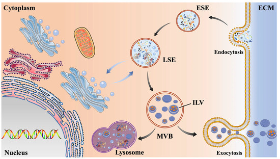 Harnessing the Potential of Exosomes in Therapeutic Interventions for ...