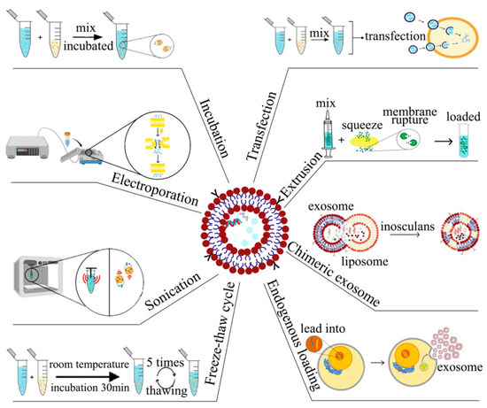Harnessing the Potential of Exosomes in Therapeutic Interventions for ...