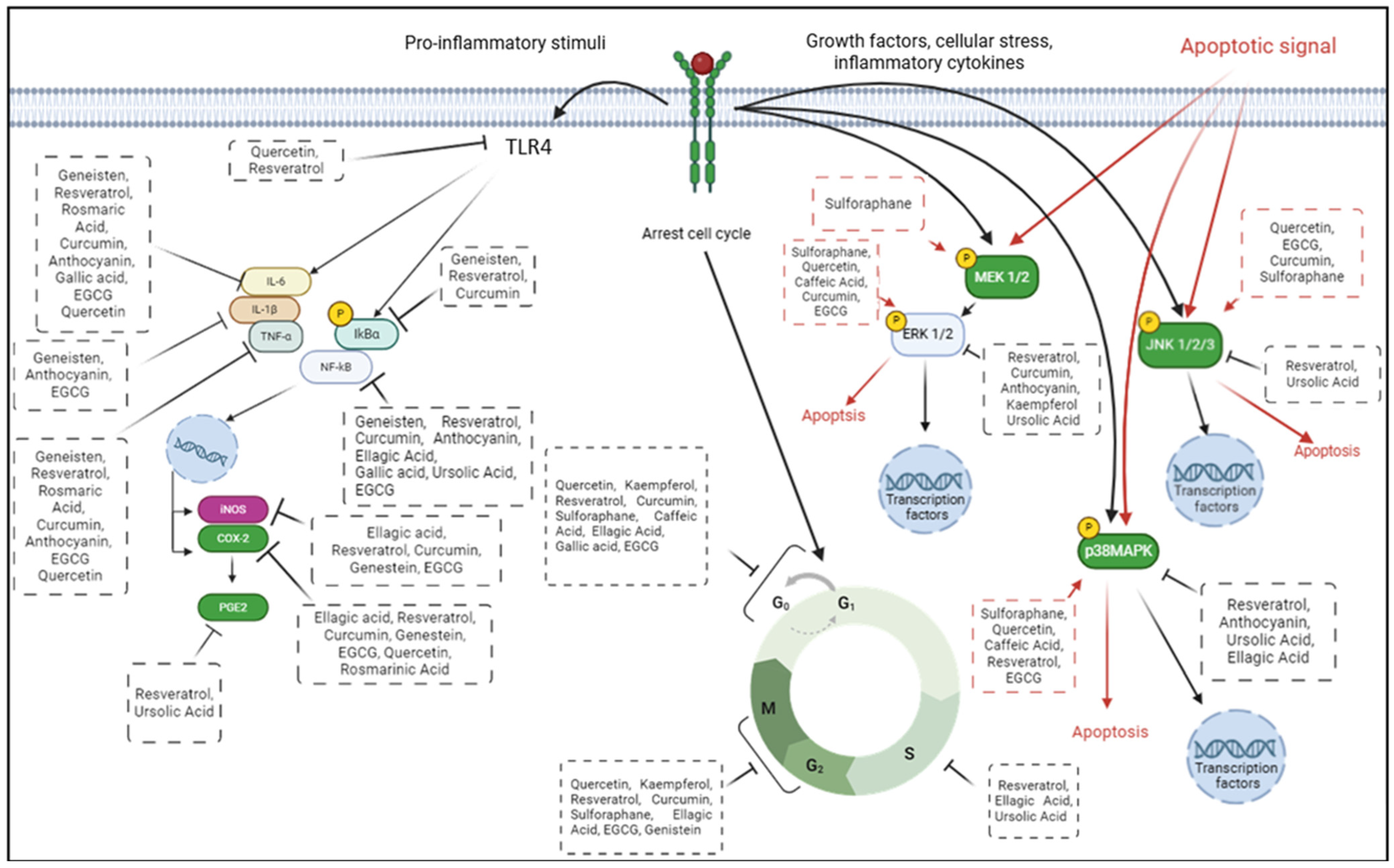Ijms 26 02497 g005 Ijms 26 02497 g005