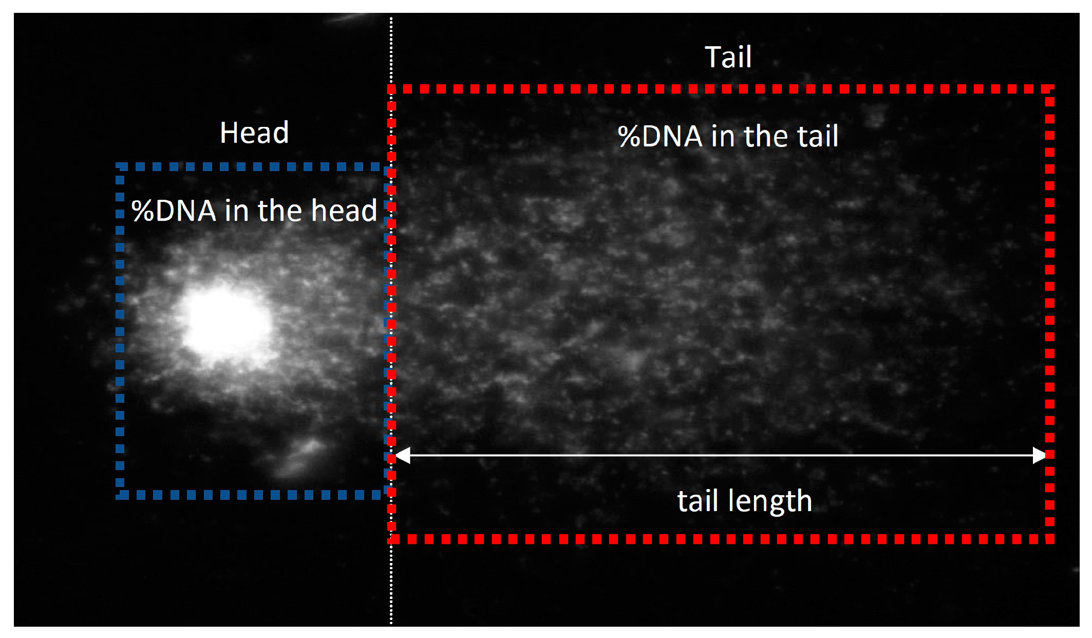 Ijms 26 02544 sch001