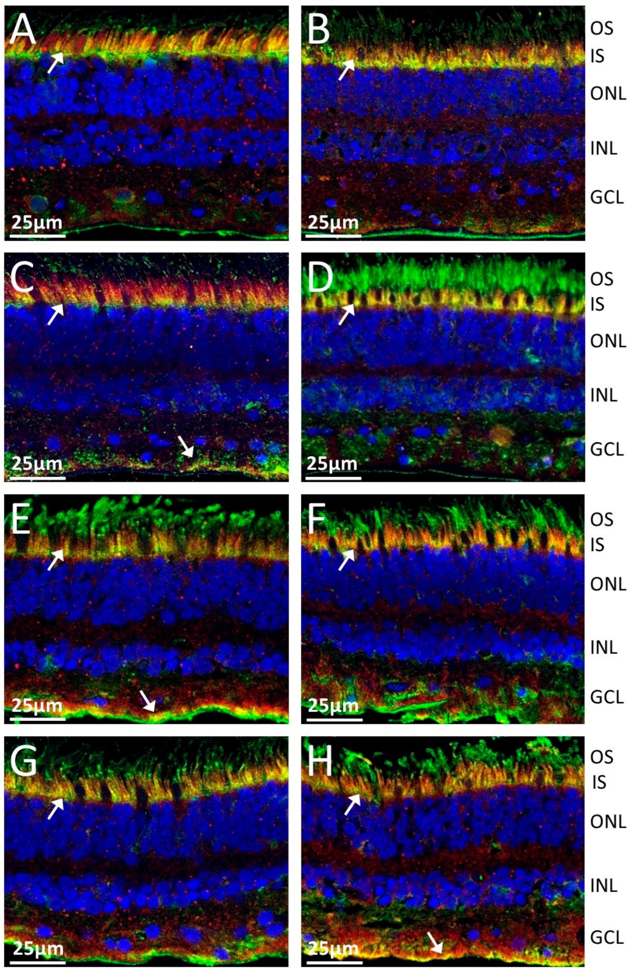Ijms 26 02569 g002 Ijms 26 02569 g002
