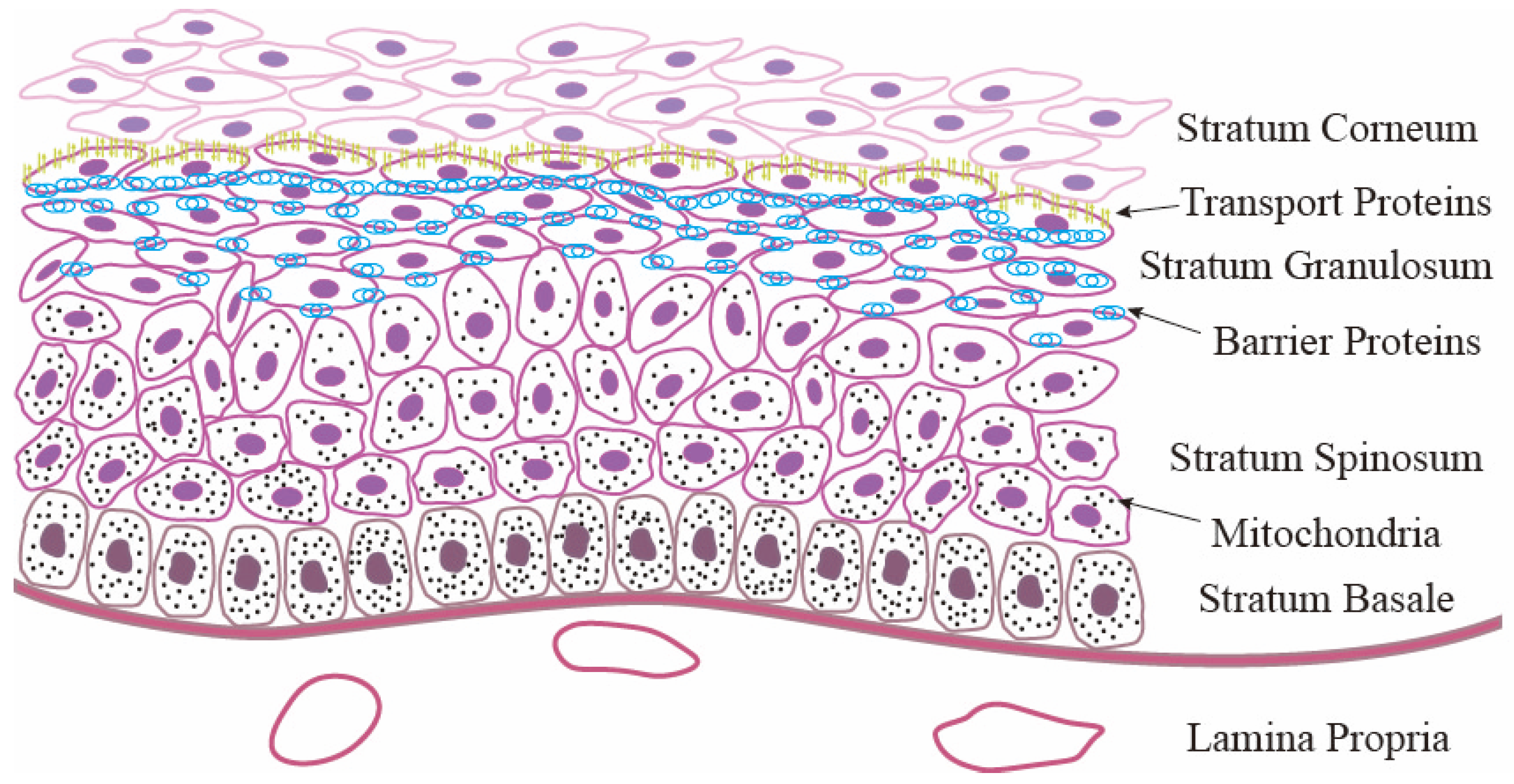 Role of the Rumen Epithelium and Associated Changes Under