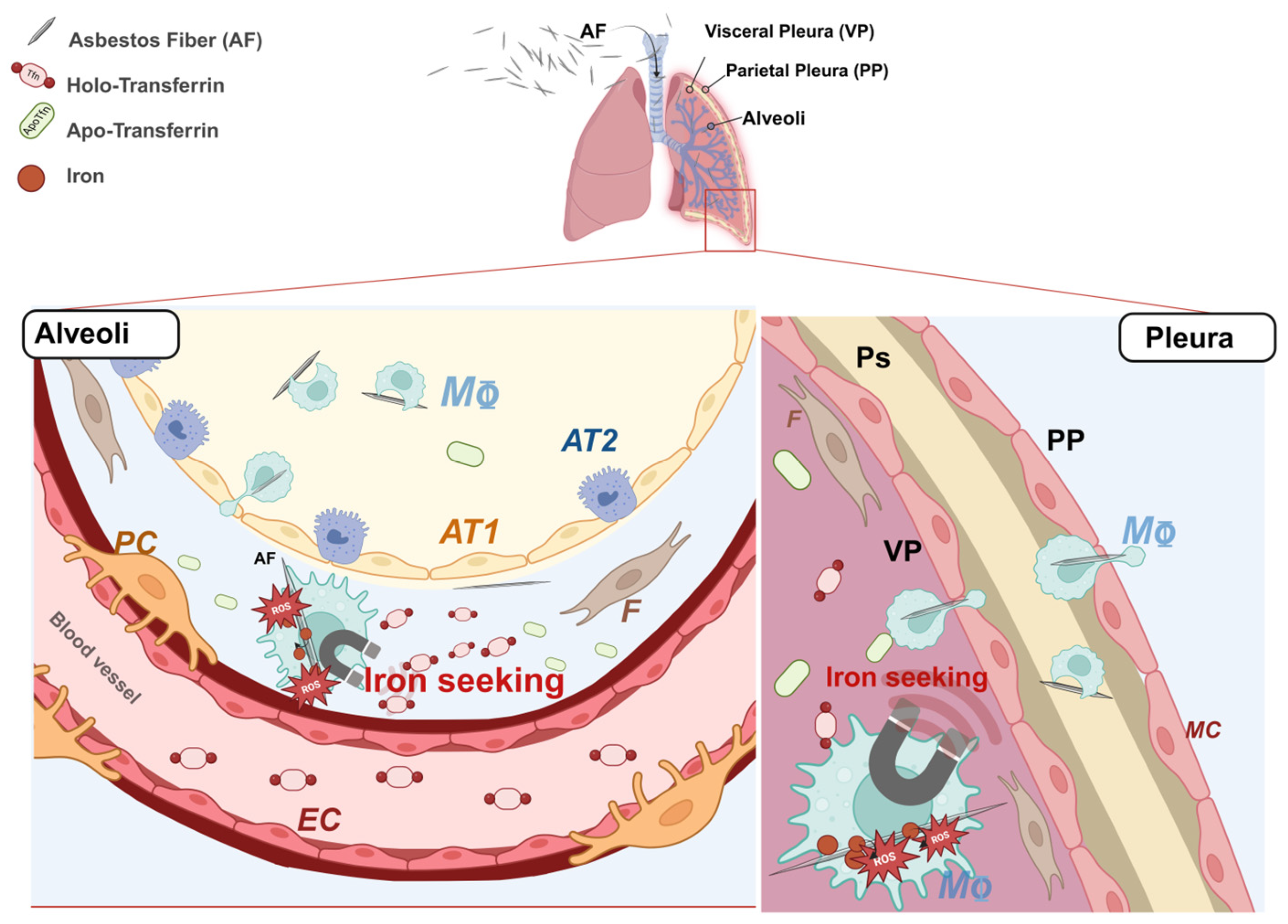 Ijms 26 02607 g001 Ijms 26 02607 g001
