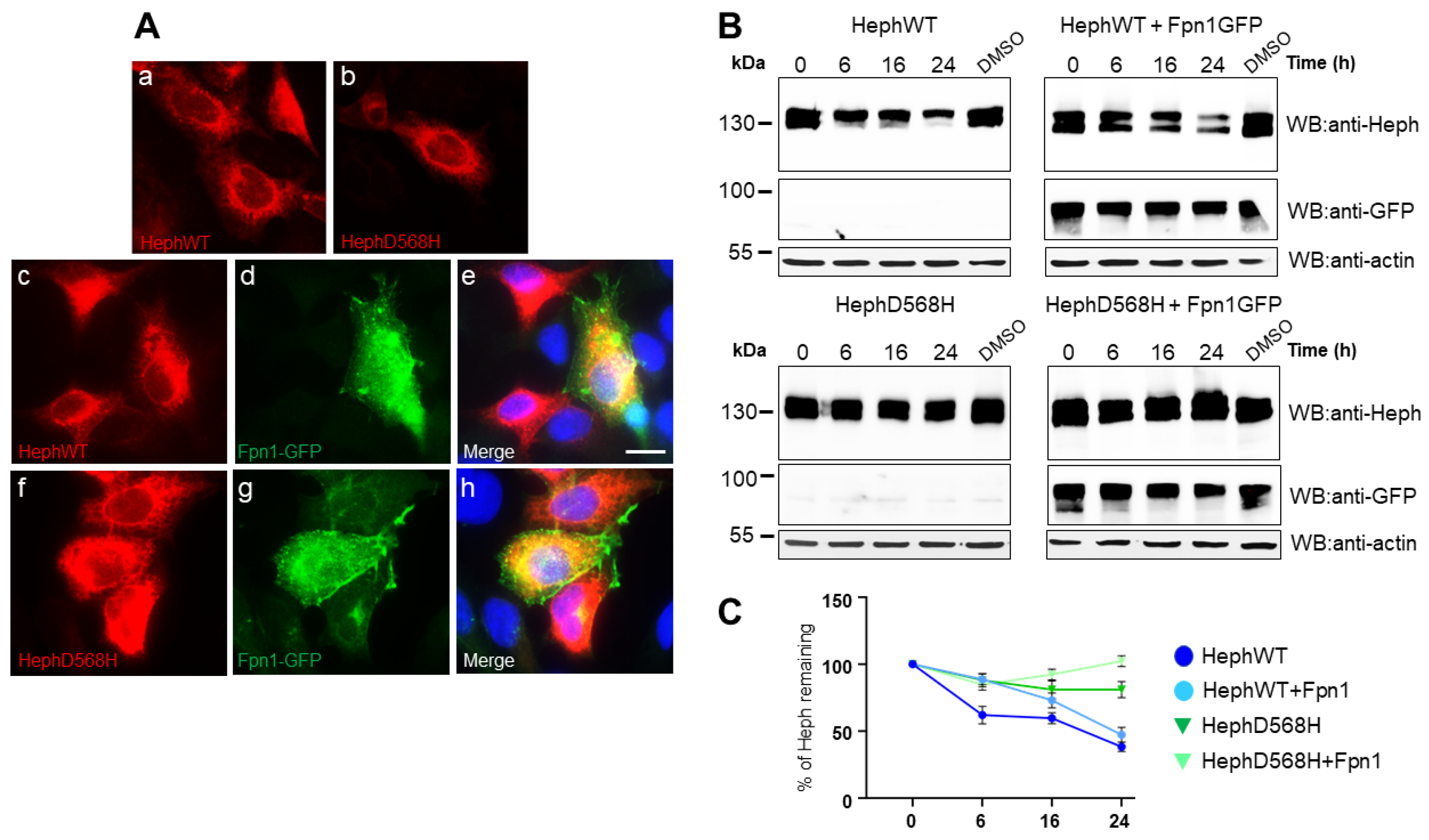 Ijms 26 02607 g002 Ijms 26 02607 g002