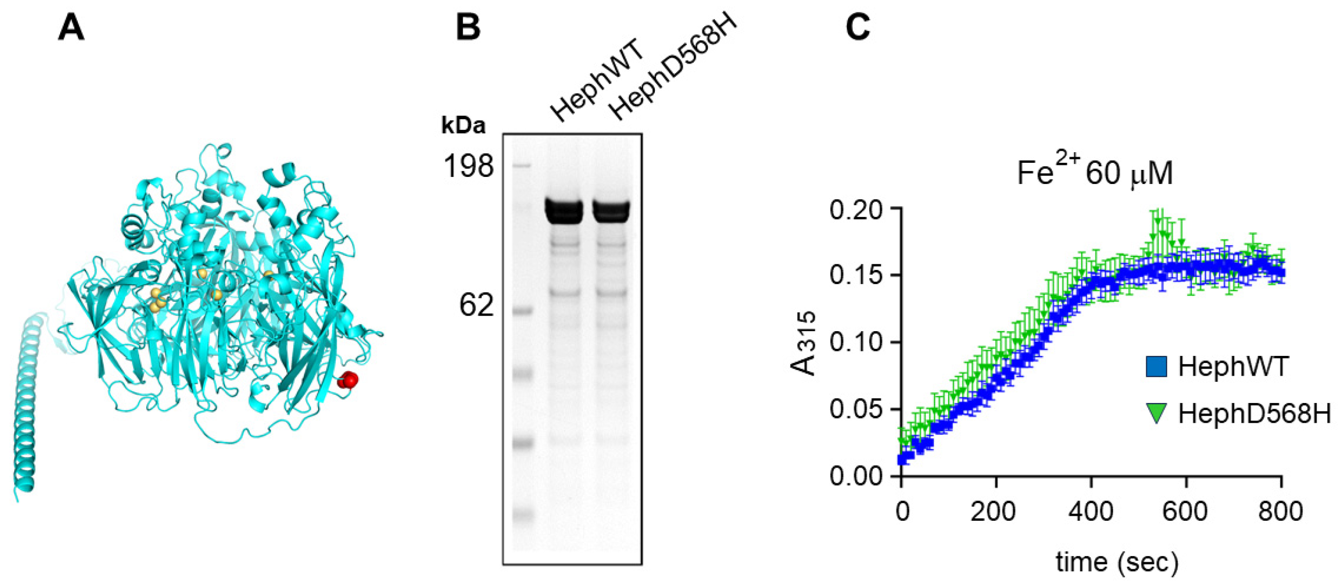 Ijms 26 02607 g004 Ijms 26 02607 g004