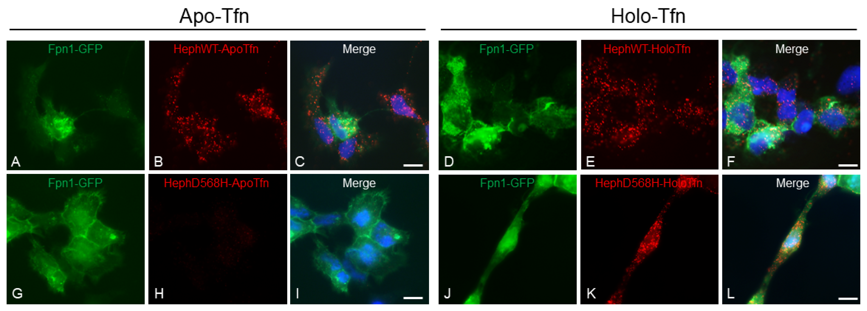 Ijms 26 02607 g005 Ijms 26 02607 g005