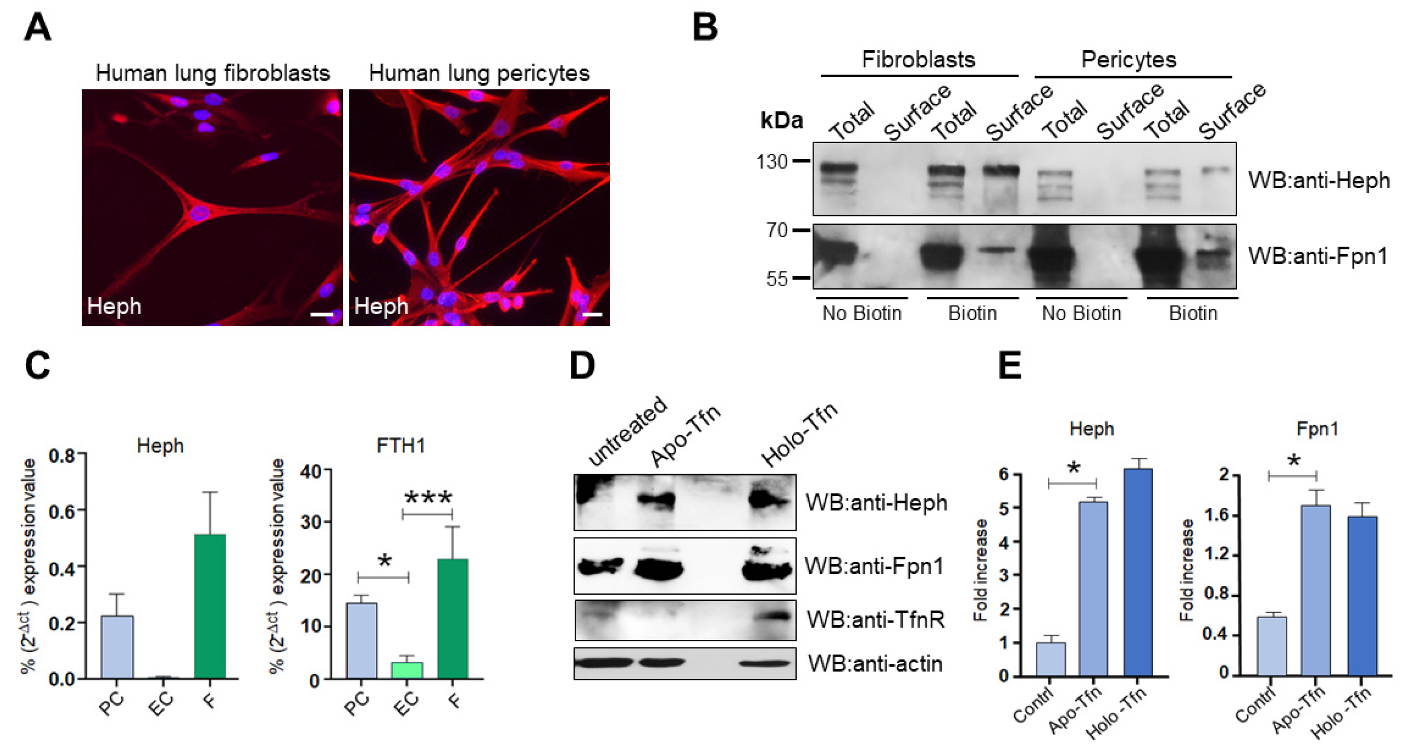Ijms 26 02607 g007 Ijms 26 02607 g007