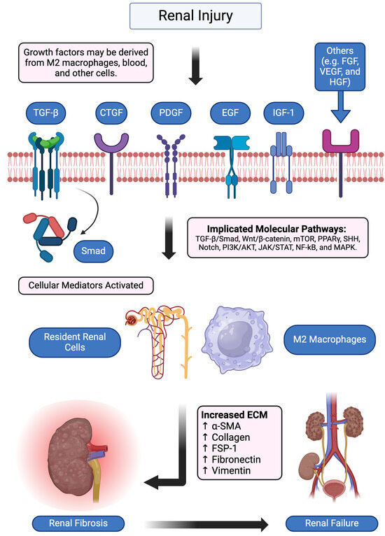Molecular and Cellular Mediators of Renal Fibrosis in Lupus
