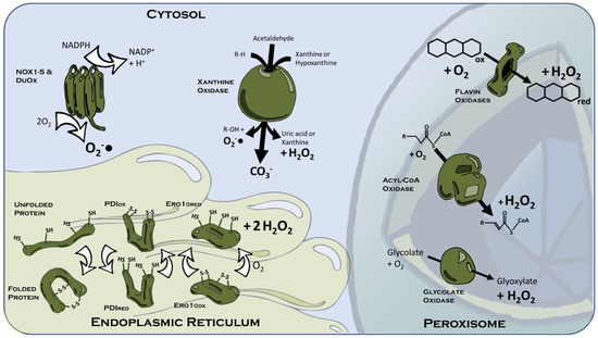 Reactive Oxygen Species (ROS) in Metabolic Disease—Don't