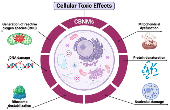 Functionalized Nanomaterials in Cancer Treatment: A Review Functionalized Nanomaterials in Cancer Treatment: A Review