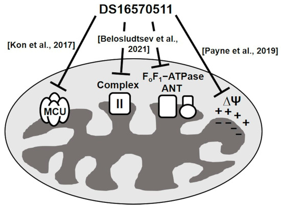 Multiple Inhibitory Mechanisms of DS16570511 Targeting