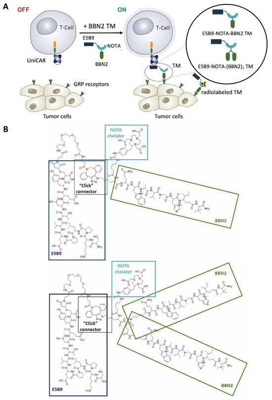 Tackling Prostate Cancer with Theranostic E5B9-Bombesin Target