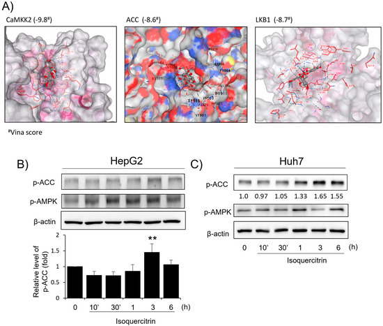 Isoquercitrin Attenuates Oxidative Liver Damage Through AMPK-YAP