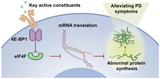 Identification of Key Active Constituents in Eucommia ulmoides