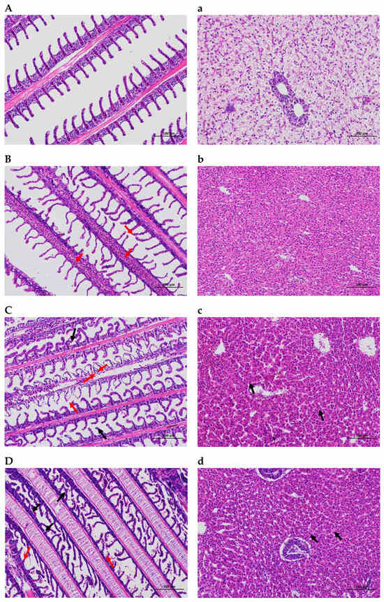 A TMT-Based Proteomic Analysis of Osmoregulation in the Gills of