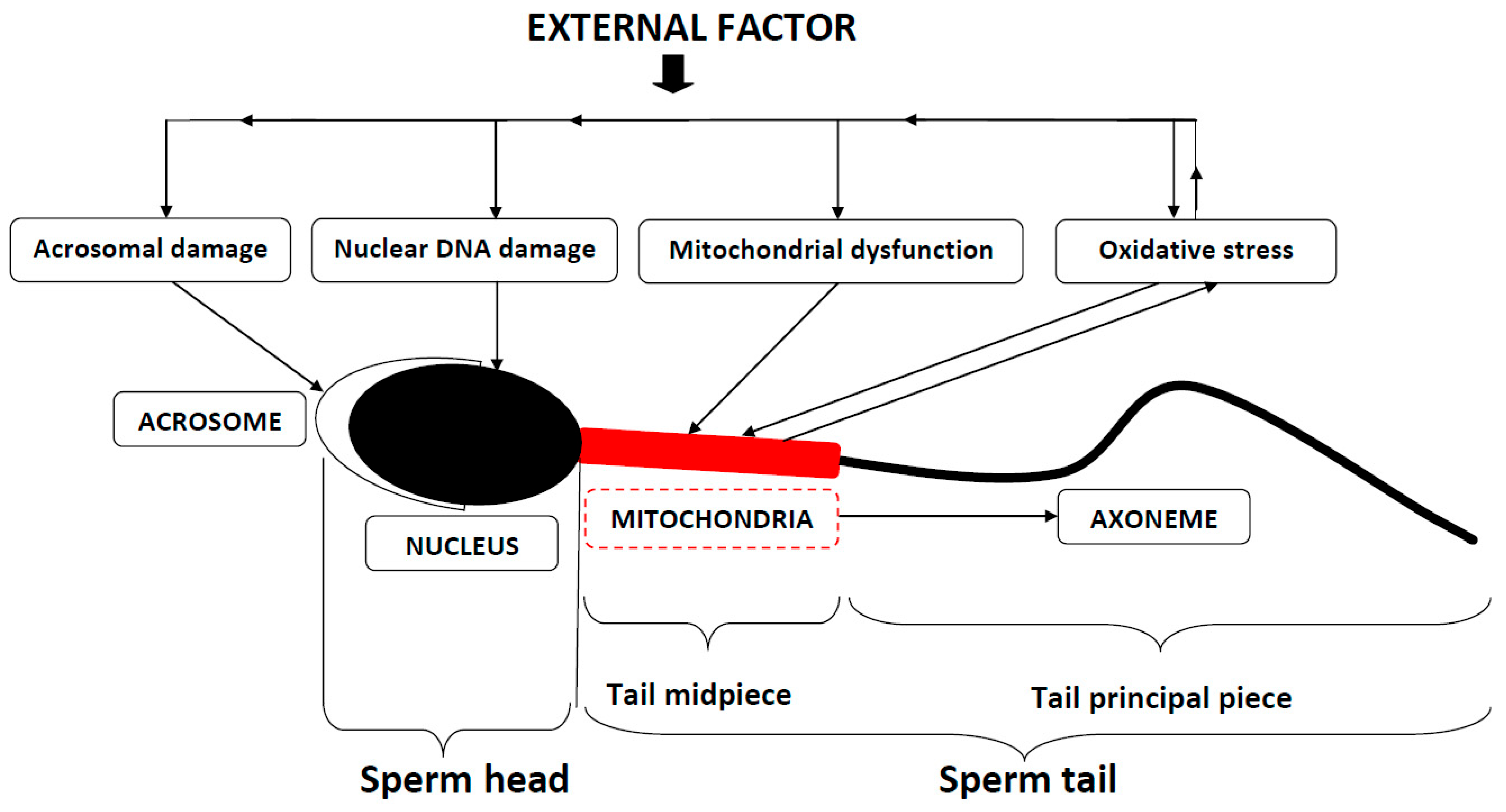 Ijms 26 02797 g001 Ijms 26 02797 g001